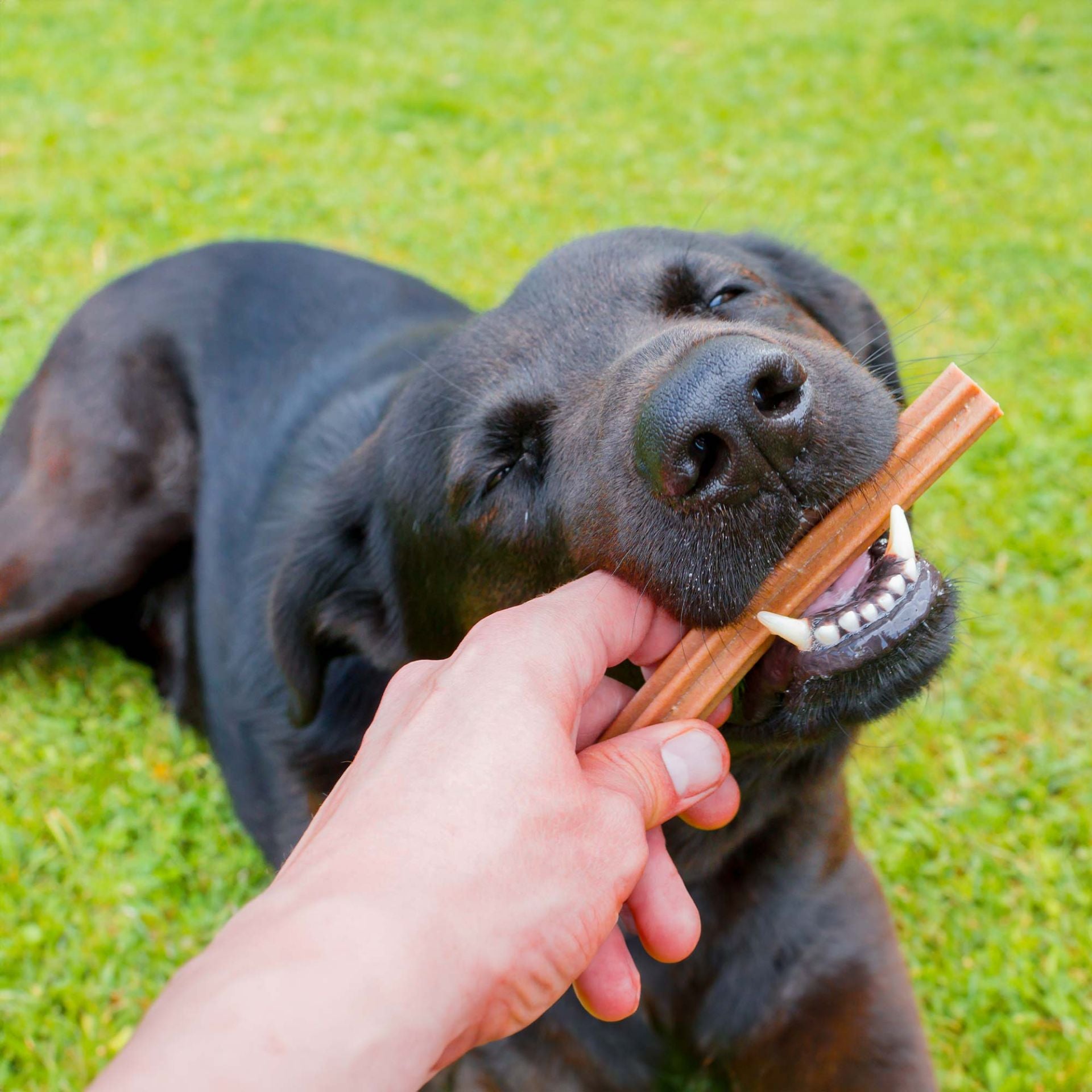 Dental Sticks "Classic" - 7 Stück